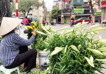 Hà Nội: Hoa loa kèn ngợp phố, giá chỉ 25.000 đồng/bó níu chân người mua - Ảnh 8.