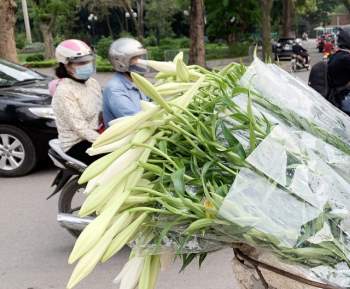 Hà Nội: Hoa loa kèn ngợp phố, giá chỉ 25.000 đồng/bó níu chân người mua - Ảnh 9.