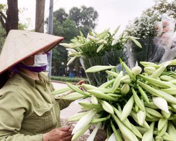 Hà Nội: Hoa loa kèn ngợp phố, giá chỉ 25.000 đồng/bó níu chân người mua - Ảnh 11.