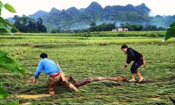 Trận mưa lớn khiến gần 10ha lúa trên địa bàn xã Quang Phong, Cắm Muộn bị thiệt hại. Ảnh: vietnamnet.vn