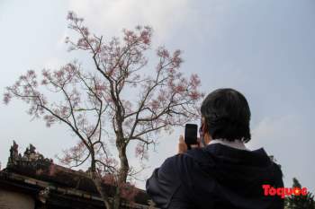 Du khách thích thú ngắm hoa ngô đồng nở rộ trong Hoàng cung Huế - Ảnh 12.