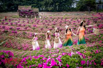 Tin nhanh - Hà Nội: Ngỡ ngàng cánh đồng hoa ngọc thảo đẹp như cổ tích
