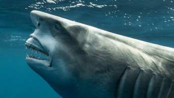 Sửng sốt phát hiện con cá mập có khuôn mặt khó tin tồn tại trên đời
