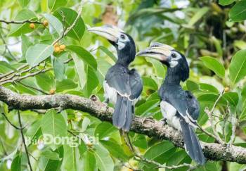 Cao cát bụng trắng, loài chim quý ở rừng thuộc Khu Bảo tồn thiên nhiên - văn hóa Đồng Nai. Ảnh: LamJiang