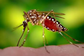 Đồng Tháp: Tăng cường phòng, chống bệnh sốt xuất huyết, Zika, Chikungunya - Ảnh 1.