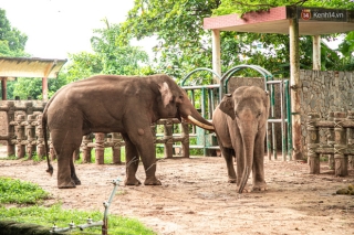 Loạt ảnh siêu cưng của bầy thú đang dính ngải heo ở Thảo Cầm Viên, đáng yêu nhất là sự xâm chiếm của hoàng thượng - Ảnh 11.