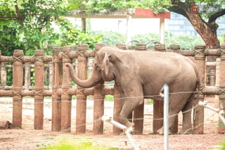 Loạt ảnh siêu cưng của bầy thú đang dính ngải heo ở Thảo Cầm Viên, đáng yêu nhất là sự xâm chiếm của hoàng thượng - Ảnh 10.