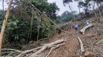 Nhiều cây gỗ lâu năm bị các đối tượng chặt phá.