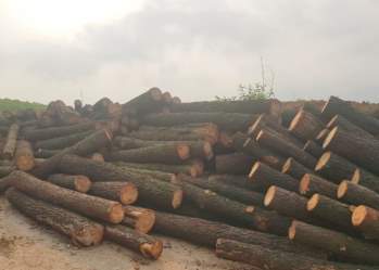 Số gỗ thông bị khai thác trái phép là 120 khúc có khối lượng 4,67 m3 .
