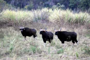 Các cá thể bò tót ở Khu bảo tồn thiên nhiên văn hóa Đồng Nai