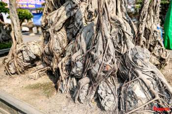 Cây sanh cổ dáng lạ được rao bán 700 triệu ở Hà Nội - Ảnh 5.