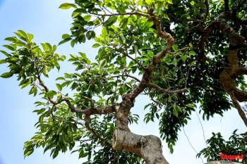 Cây sanh cổ dáng lạ được rao bán 700 triệu ở Hà Nội - Ảnh 10.
