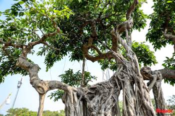 Cây sanh cổ dáng lạ được rao bán 700 triệu ở Hà Nội - Ảnh 8.