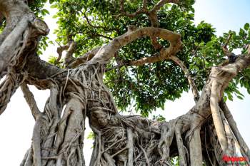 Cây sanh cổ dáng lạ được rao bán 700 triệu ở Hà Nội - Ảnh 7.