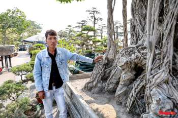 Cây sanh cổ dáng lạ được rao bán 700 triệu ở Hà Nội - Ảnh 3.