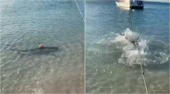 Khoảnh khắc bất ngờ khi chó nhà lao xuống biển đuổi cá mập