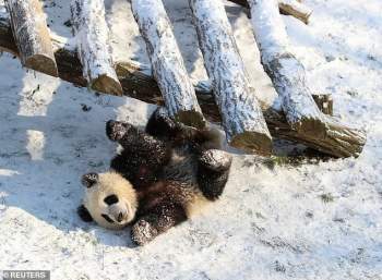 Khoảnh khắc hiếm gặp về cặp gấu trúc song sinh lần đầu chơi đùa trong tuyết