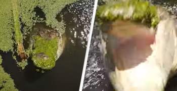 Khoảnh khắc kinh hoàng cá sấu tìm cách giật rơi máy bay không người lái