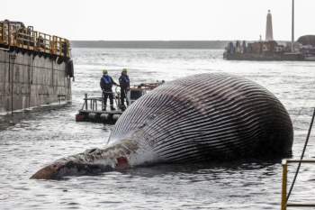 Kinh hoàng xác cá voi khổng lồ dạt vào bờ biển
