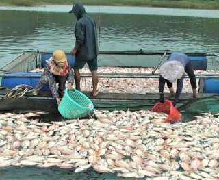 Cá Ch?t hàng loạt do bão số 5, dân thiệt hại hàng tỷ đồng