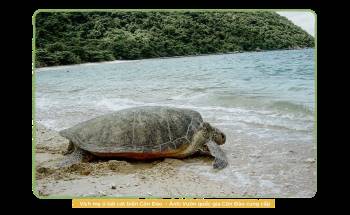 Kỳ 2: Những người bảo vệ rùa biển ở Côn Đảo - Ảnh 3.
