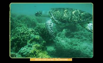 Kỳ 2: Những người bảo vệ rùa biển ở Côn Đảo - Ảnh 7.