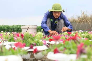 Nông dân Sài Gòn trồng hoa Tết 'năm Covid': Đã mang lấy nghiệp... - ảnh 8