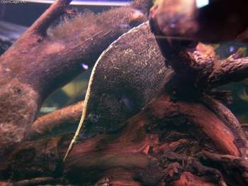 Loài cá ngụy trang thành lá cây khô giống hơn cả thật