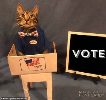 Loạt ảnh thú cưng đi 'Bầu cử Tổng thống Mỹ' gây sốt