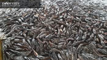 Chuyện khó tin: Đàn cá trê hàng nghìn con nổi đầu đen nghịt mặt ao hàng chục mét - Ảnh 3.