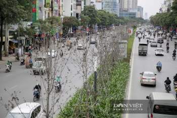 Xót xa nhìn hàng cây phong lá đỏ Ch?t khô trên đường phố Hà Nội - Ảnh 1.