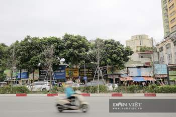 Xót xa nhìn hàng cây phong lá đỏ Ch?t khô trên đường phố Hà Nội - Ảnh 12.