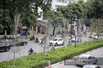 Xót xa nhìn hàng cây phong lá đỏ Ch?t khô trên đường phố Hà Nội - Ảnh 4.
