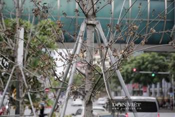 Xót xa nhìn hàng cây phong lá đỏ Ch?t khô trên đường phố Hà Nội - Ảnh 6.