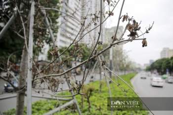 Xót xa nhìn hàng cây phong lá đỏ Ch?t khô trên đường phố Hà Nội - Ảnh 9.