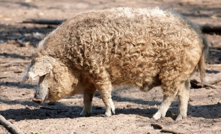 Chú lợn lông xù giống hệt con cừu nhưng tính cách thì như một con chó - Ảnh 5.
