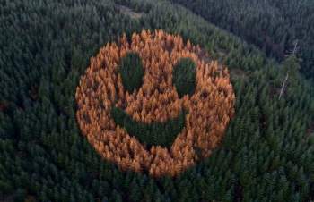 Mặt cười khổng lồ từ cây xanh xuất hiện trên sườn đồi