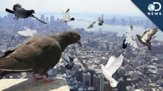 Đông đến mức không thể chịu nổi: Chim bồ câu đã xâm chiếm toàn bộ các thành phố của Mỹ như thế nào? - Ảnh 3.