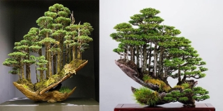 Mê hoặc khu vườn cây cảnh thu nhỏ ở Nhật Bản