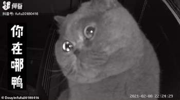 Mèo cưng rơi nước mắt hướng thẳng nhìn camera khi chủ nhân rời đi