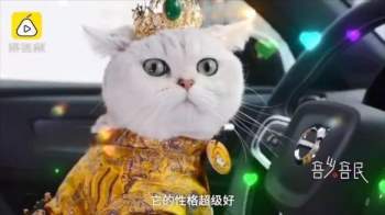 Mèo trắng làm mẫu xe hơi kiếm bội tiền cho chủ