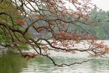 Khung cảnh hồ Gươm đẹp thơ mộng và cổ kính trong mùa cây thay lá - Ảnh 2.