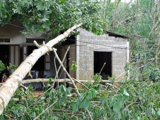 Thủ phủ 'vàng trắng' xứ Huế tả tơi sau bão: Nhặt cây gãy bán vớt vác - ảnh 9