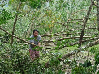 Thủ phủ 'vàng trắng' xứ Huế tả tơi sau bão: Nhặt cây gãy bán vớt vác - ảnh 10
