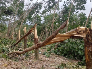 Thủ phủ 'vàng trắng' xứ Huế tả tơi sau bão: Nhặt cây gãy bán vớt vác - ảnh 11