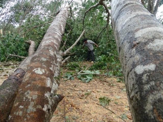 Thủ phủ 'vàng trắng' xứ Huế tả tơi sau bão: Nhặt cây gãy bán vớt vác - ảnh 12