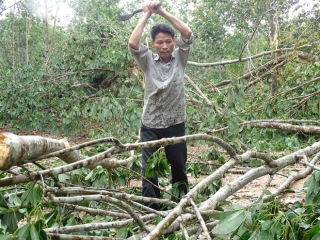 Thủ phủ 'vàng trắng' xứ Huế tả tơi sau bão: Nhặt cây gãy bán vớt vác - ảnh 13