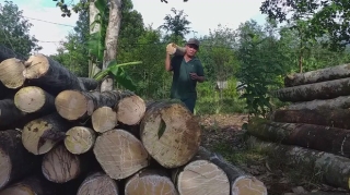 Thủ phủ 'vàng trắng' xứ Huế tả tơi sau bão: Nhặt cây gãy bán vớt vác - ảnh 16