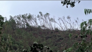 Thủ phủ 'vàng trắng' xứ Huế tả tơi sau bão: Nhặt cây gãy bán vớt vác - ảnh 15