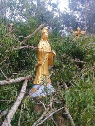 Thủ phủ 'vàng trắng' xứ Huế tả tơi sau bão: Nhặt cây gãy bán vớt vác - ảnh 17